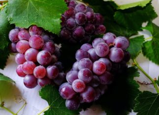 isplata rada regionalnih organizacija vinara i vinogradara
