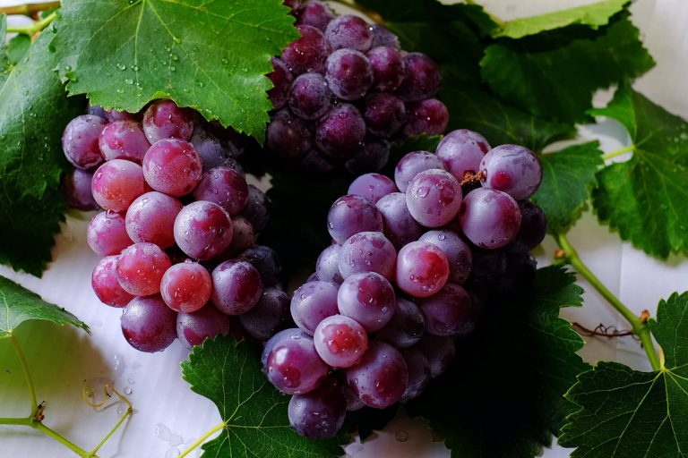 isplata rada regionalnih organizacija vinara i vinogradara