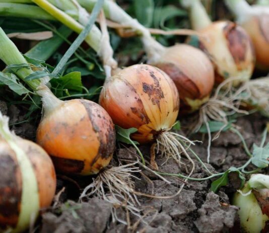 Uspješnost proizvodnje luka