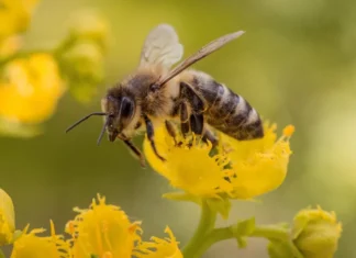 Isplativost ekološkog pčelarenja