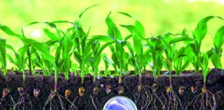 Biološka zaštita bilja uz pomoć korisnih mikroorganizama