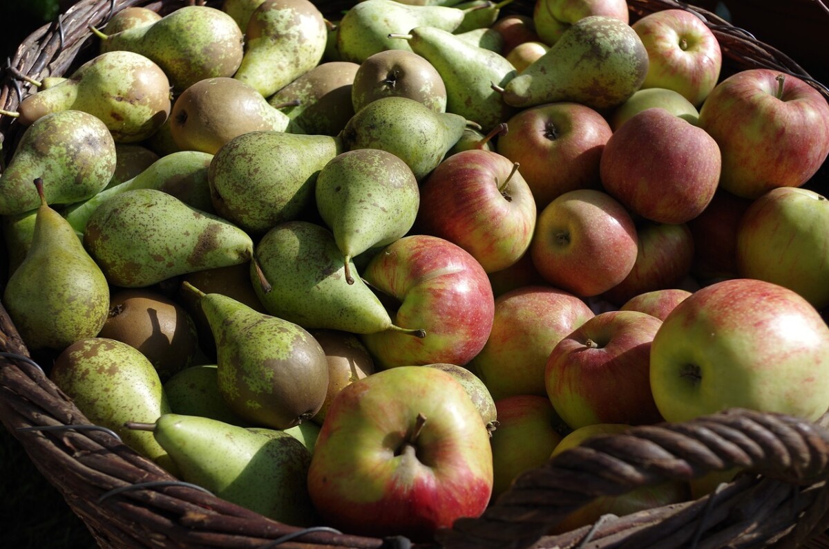Bolesti plodova jabuke i kruške u skladištima