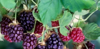 Boysenberry – krupno jagodasto voće