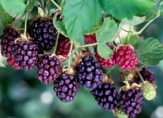 Boysenberry – krupno jagodasto voće