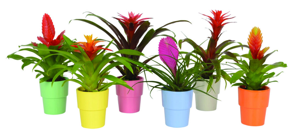 Bromelije - egzotične i nezahtjevne ljepotice