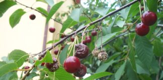 Kako i gdje prezimljuju bolesti koštičavog voća?