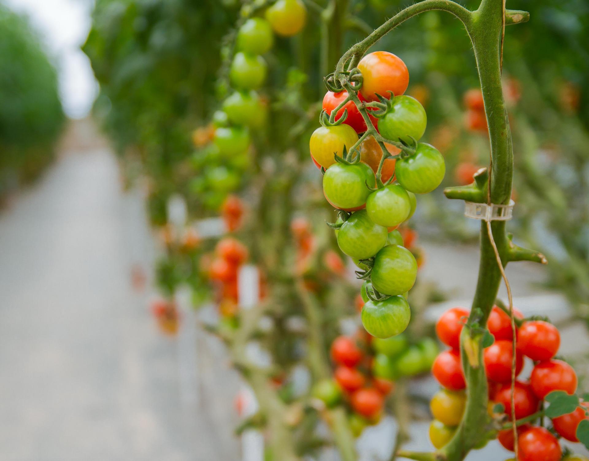 ''Cherry'' rajčice u hidroponskom uzgoju