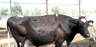 bolesti goveda