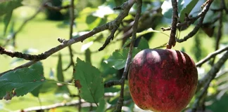 mrljavost mesa jabuke posmeđenje mesa ploda jabuke