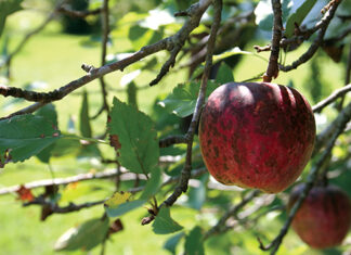 Crna mrljavost i muhine točkice na jabukama