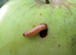 Kako spriječiti crvljivost i trulež plodova jabuka i krušaka?