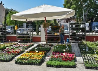 festival cvijeća azdarske županije sv. filip i jakov