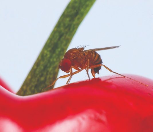 Drosophila suzukii octena mušica