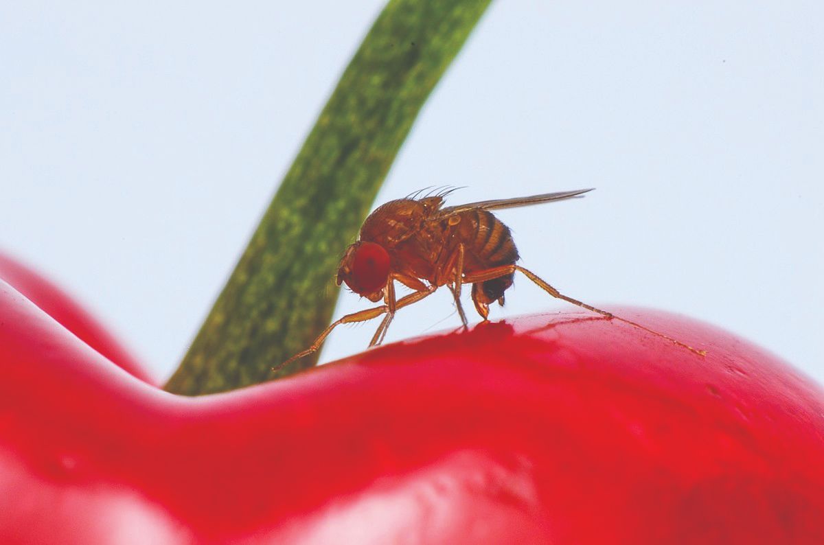 Drosophila suzukii octena mušica