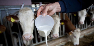 ekološka proizvodnja mlijeka ekološko mlijeko