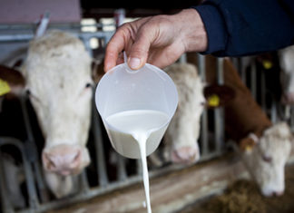 ekološka proizvodnja mlijeka ekološko mlijeko