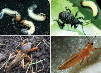 Ekološko suzbijanje zemljišnih štetnika entomopatogenim nematodama