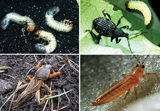 Ekološko suzbijanje zemljišnih štetnika entomopatogenim nematodama