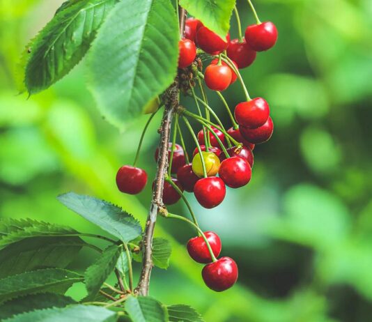 Agroekonomika - Isplativost uzgoja trešnje