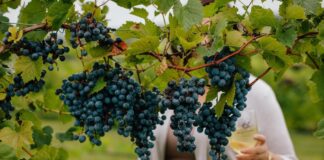 Korištenje IPARD programa u vinogradarstvu