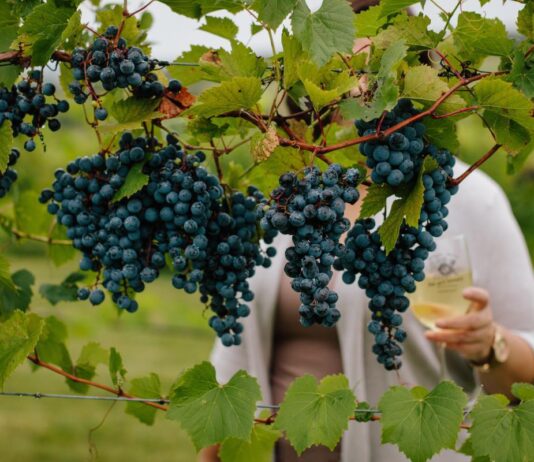 Korištenje IPARD programa u vinogradarstvu Korištenje IPARD programa u vinogradarstvu