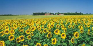 Isplativost proizvodnje SUNCOKRET u 2012.