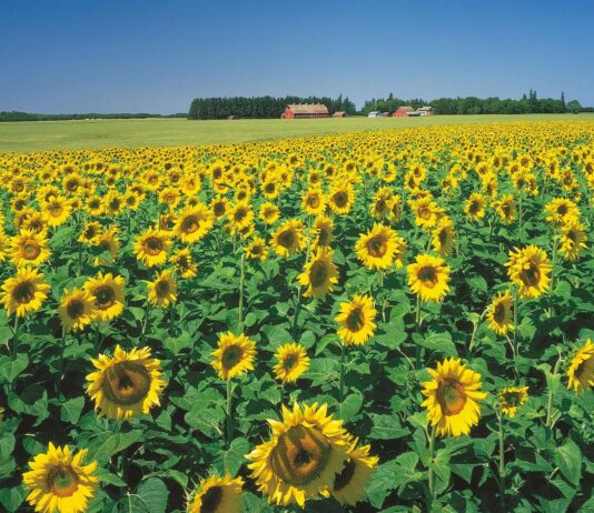 Isplativost proizvodnje SUNCOKRET u 2012.