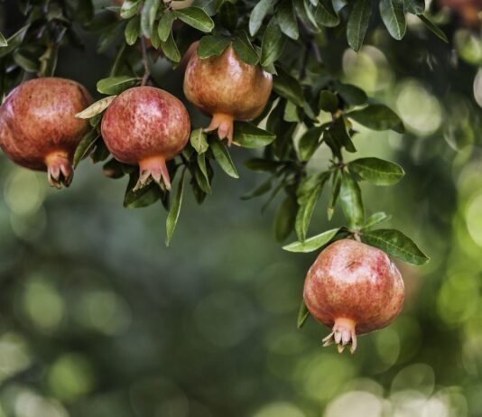 Uzgoj nara i troškovi proizvodnje Uzgoj nara i troškovi proizvodnje