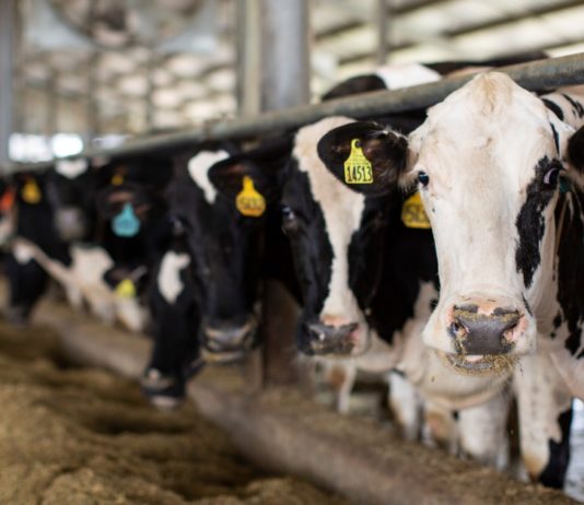 novčana pomoć za stočare