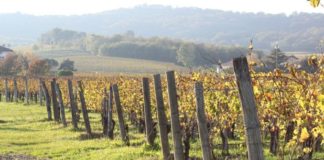 jesenska gnojidba vinograda gnojidba vinograda u jesen