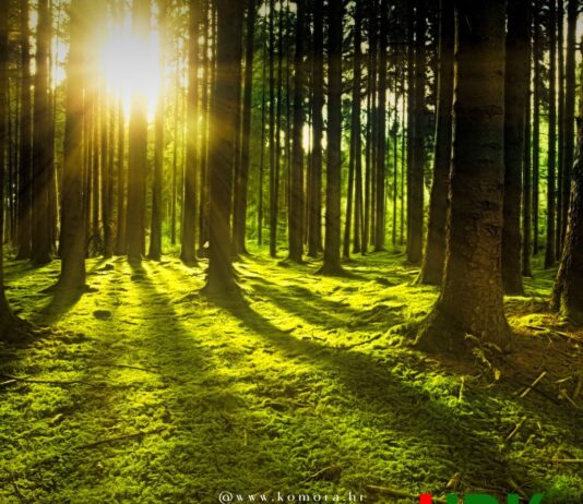 izgradnja šumske infrastrukture