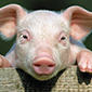 Znate li što su hibridne svinje?