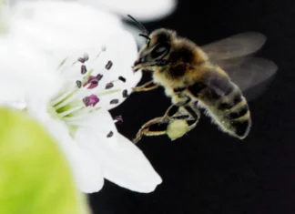 Stanje pčelinjih zajednica u travnju