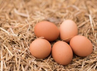 Koje kokoši nesu više jaja?