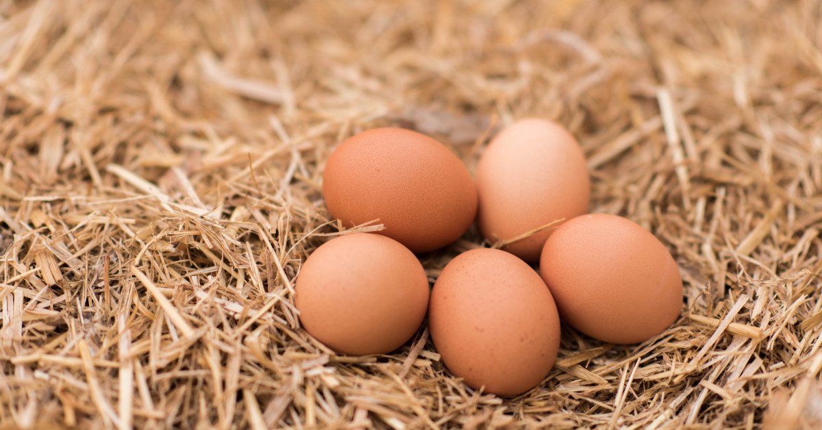 Koje kokoši nesu više jaja?