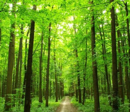 Održan stručni skup o izazovima i posljedicama politika gospodarenja šumama Održan stručni skup o izazovima i posljedicama politika gospodarenja šumama