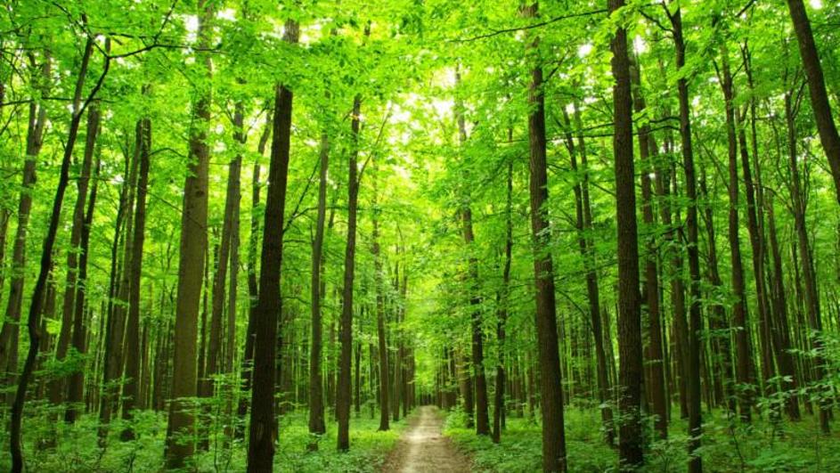 Održan stručni skup o izazovima i posljedicama politika gospodarenja šumama
