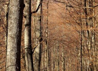 Provedba intervencije 73.08. – obavijest potencijalnim korisnicima, projektantima i konzultantima