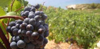 Uredba o oznakama zemljopisnog podrijetla EU za vino