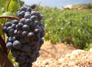 Uredba o oznakama zemljopisnog podrijetla EU za vino