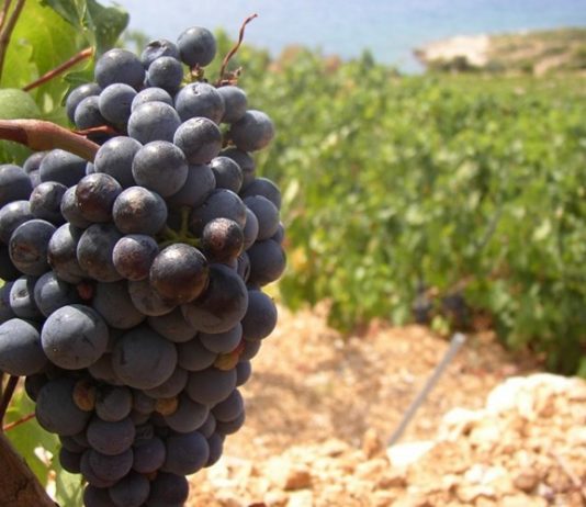 Uredba o oznakama zemljopisnog podrijetla EU za vino