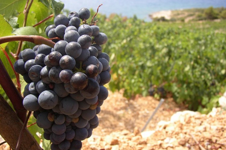 Uredba o oznakama zemljopisnog podrijetla EU za vino