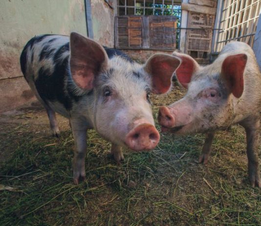 očuvanje proizvodnje prasadi