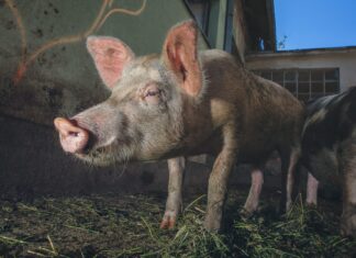 Podnošenje zahtjeva za potporu zbrinjavanja životinjskih nusproizvoda otvoreno do 30. travnja 2021.