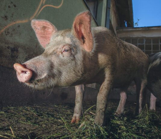 Podnošenje zahtjeva za potporu zbrinjavanja životinjskih nusproizvoda otvoreno do 30. travnja 2021.