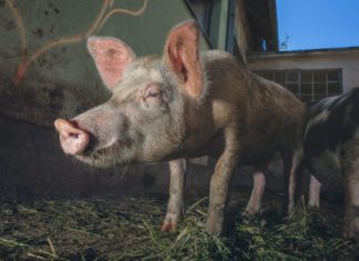 potpora gospodarstvima zbog narušenog proizvodnog potencijala