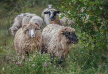 potpore za unaprjeđenje uzgoja ovaca i koza
