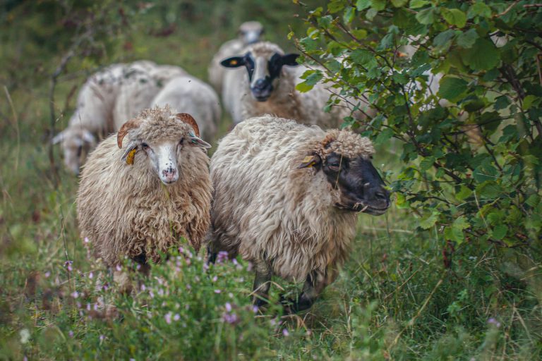potpore za unaprjeđenje uzgoja ovaca i koza