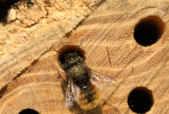 pčele zidarice