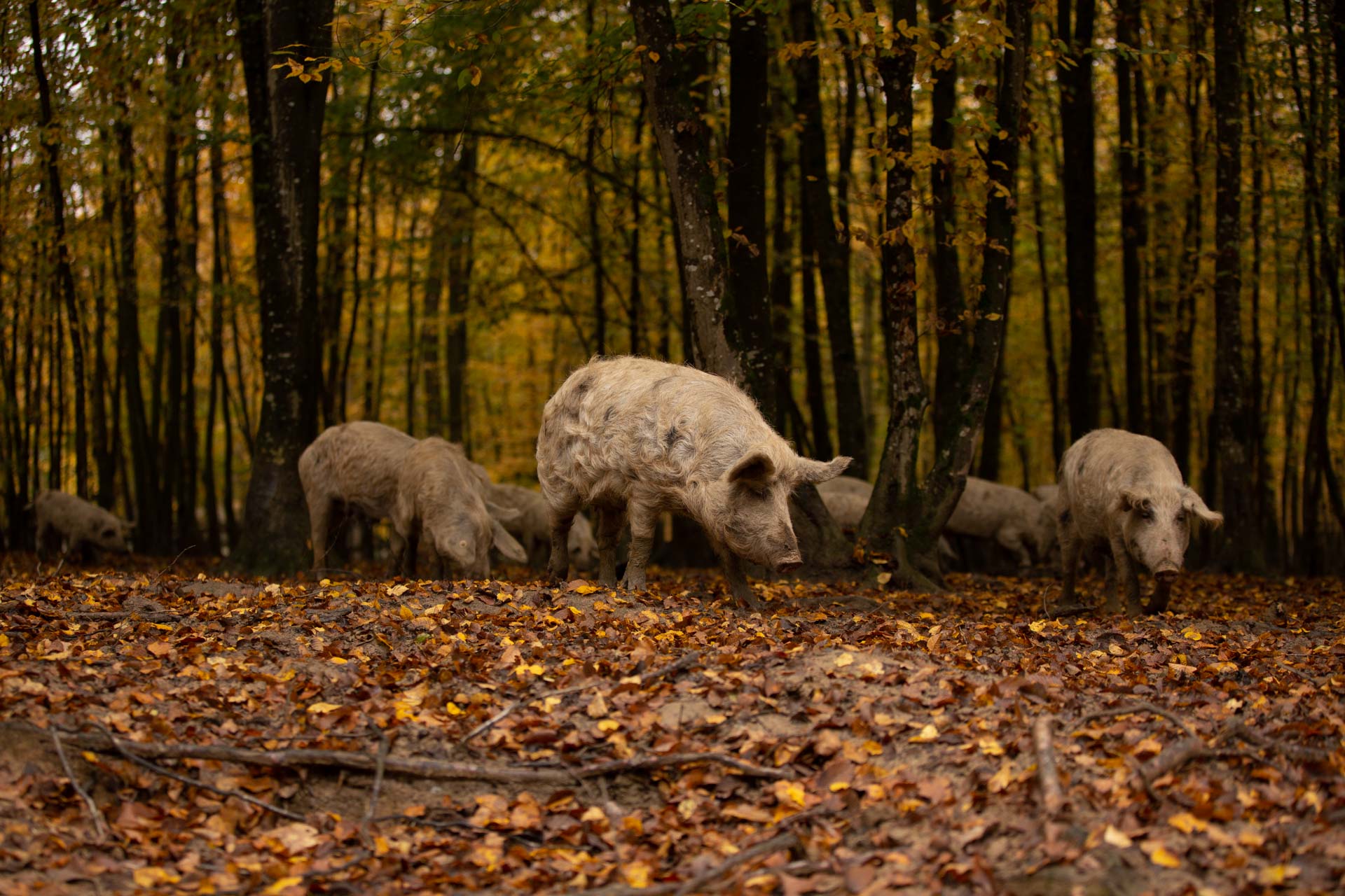 međunarodni simpozij o mediteranskoj svinji mediteranske pasmine svinja